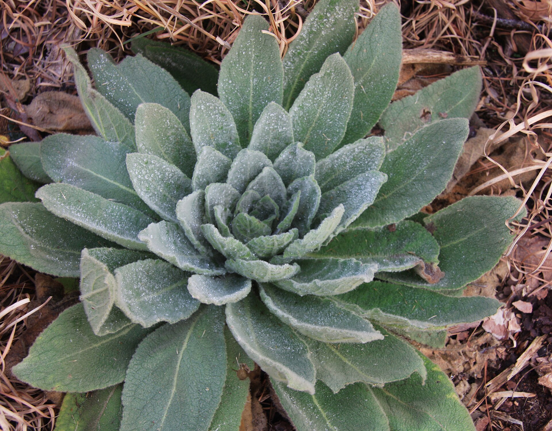 A dewy mullein leaf showing the soft, felted grey-green surface used in herbal remedies