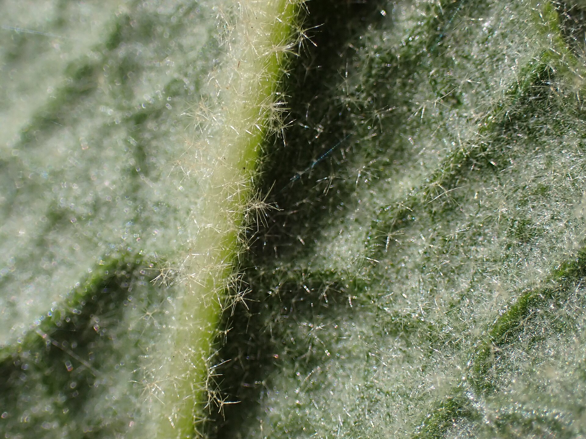 An extreme close-up of the fine, star-shaped hairs on a mullein leaf, the ones that irritate the throat if not strained out