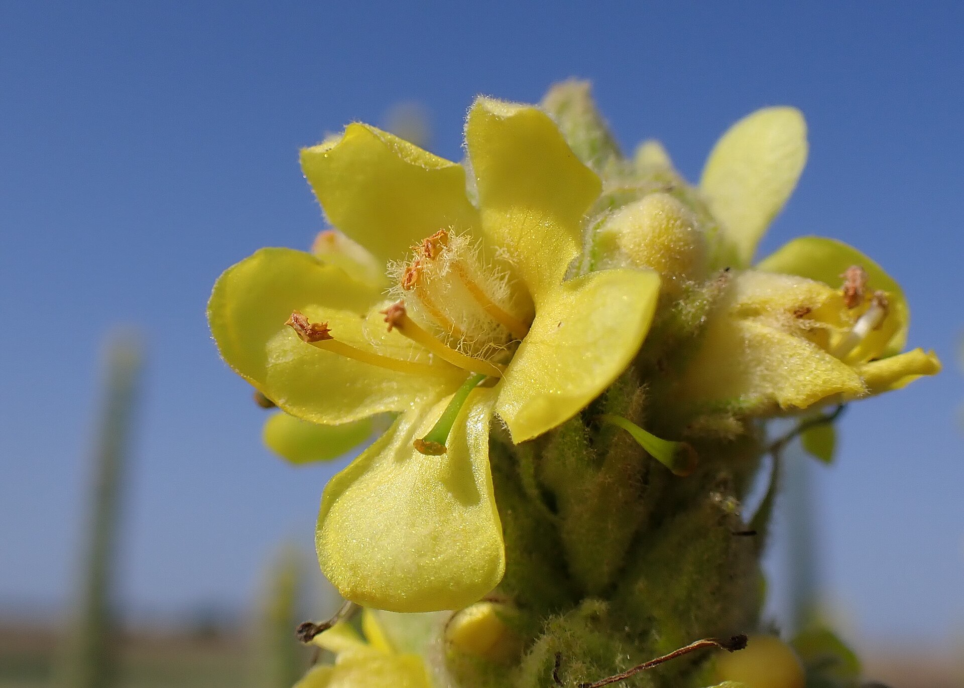 A tall flowering mullein plant (Verbascum thapsus) with a yellow flower spike against a summer sky