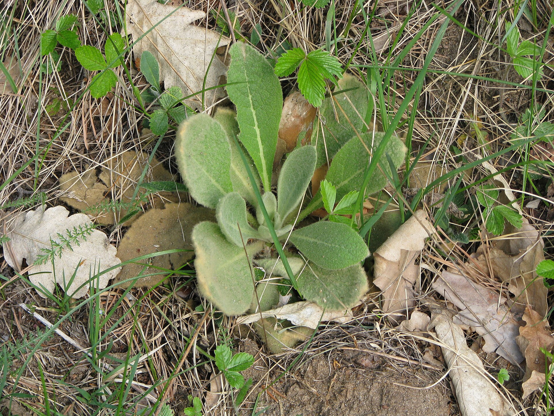 A first-year mullein rosette of soft, felted grey-green leaves growing flat at ground level