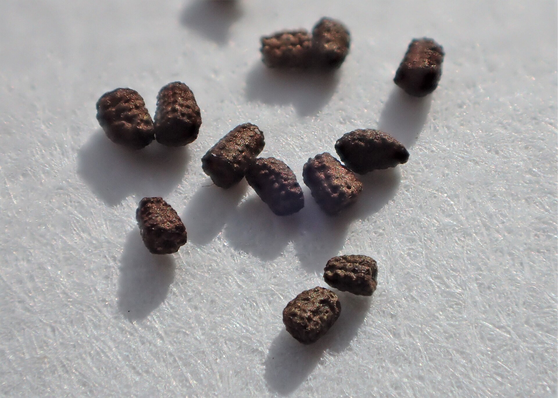 A close-up of tiny brown, ridged mullein seeds, which need light on the soil surface to germinate