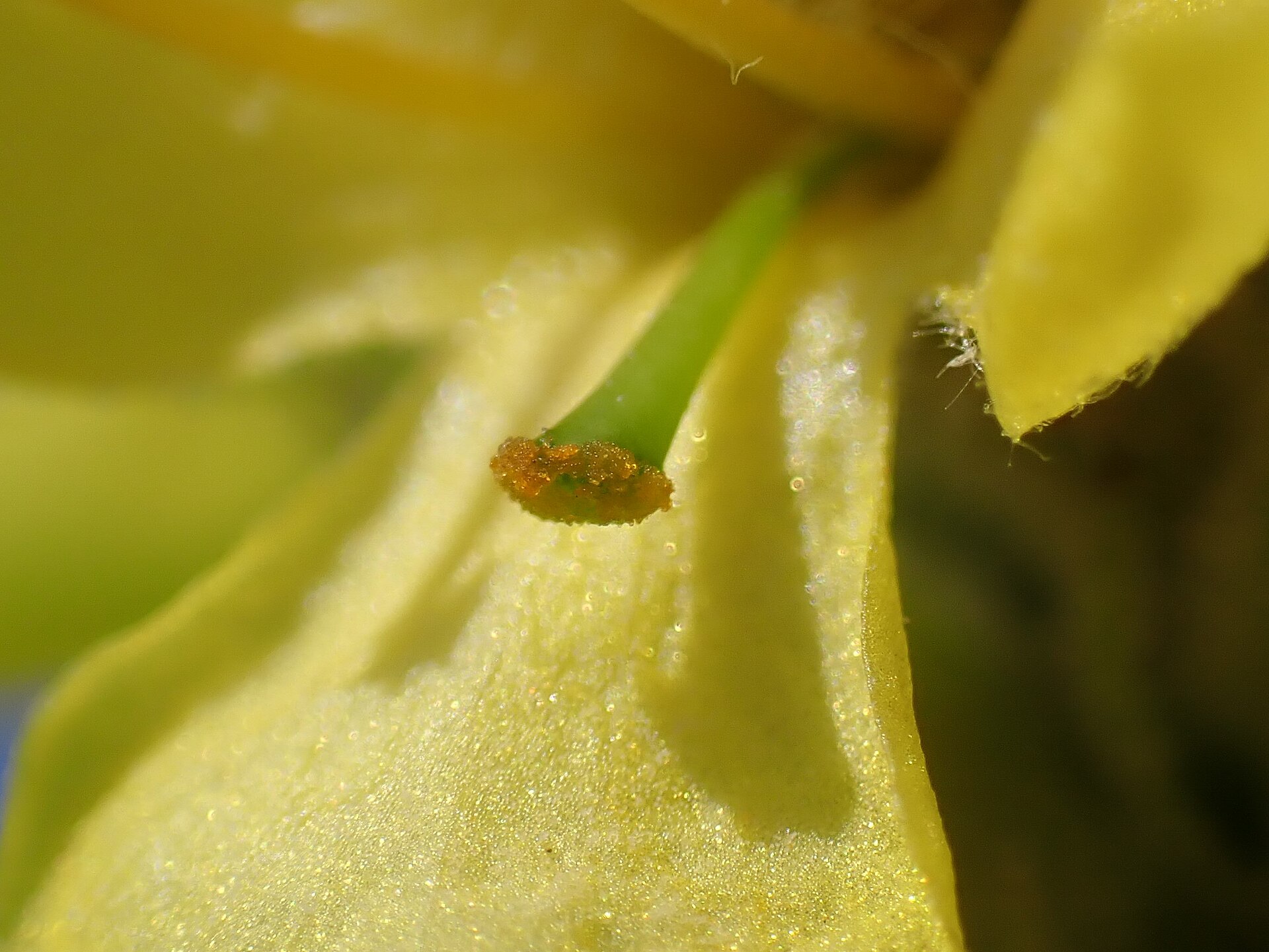 Mullein flowers and soft grey-green leaves, the parts of Verbascum thapsus used to make tea